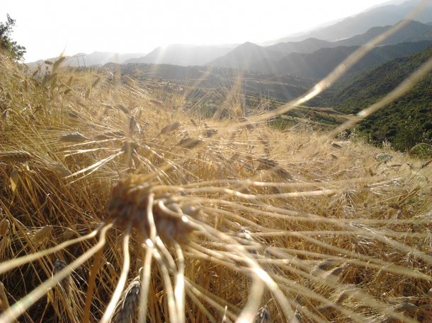 حقول القمح بإقليم وزان