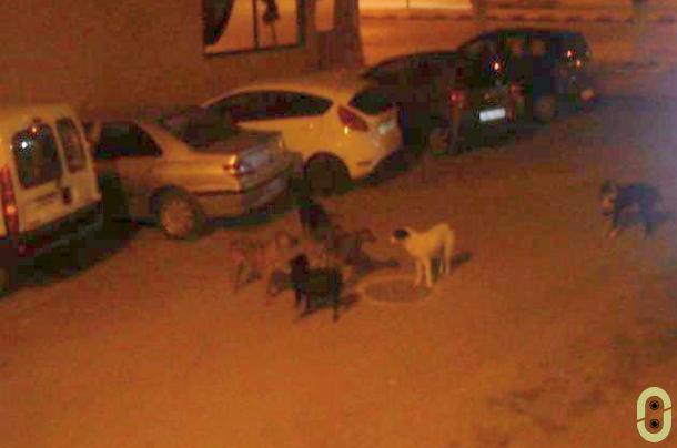 الكلاب الضالة بوزان