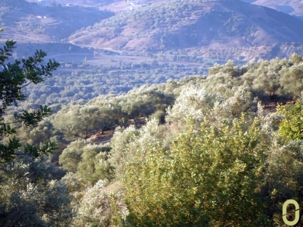 أشجار الزيتون بالمنطقة