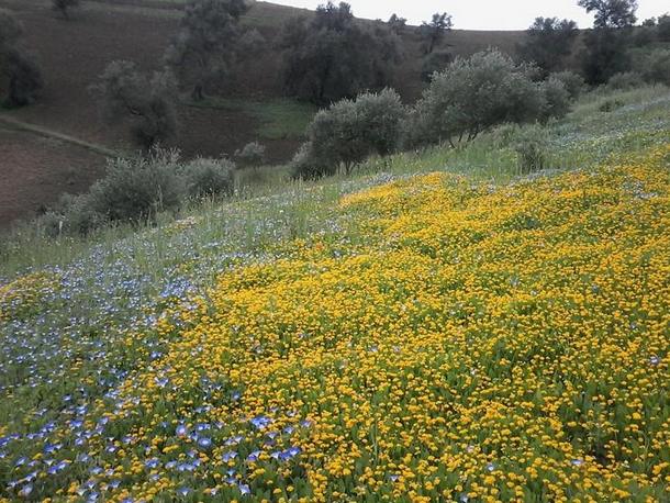 طبيعة دوار الشويجرات